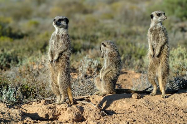 Meerkat sentries in the Klein Karoo George, South Africa