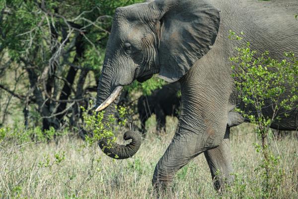 Bushbuckridge, South Africa