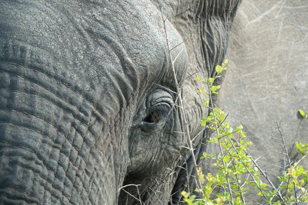 Bushbuckridge, South Africa