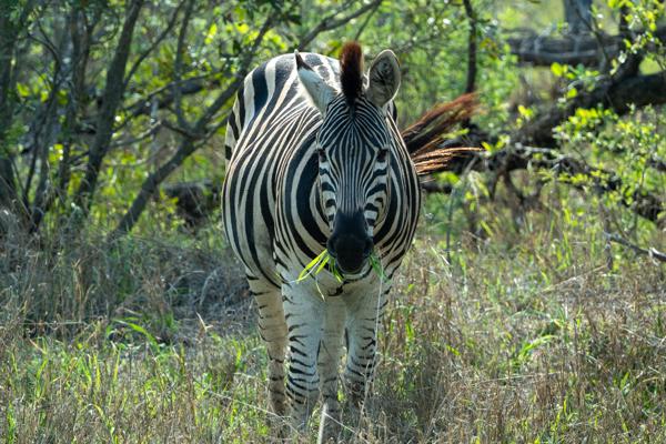 Bushbuckridge, South Africa
