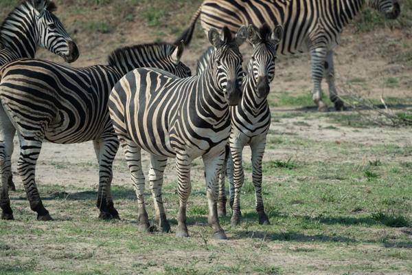 Bushbuckridge, South Africa