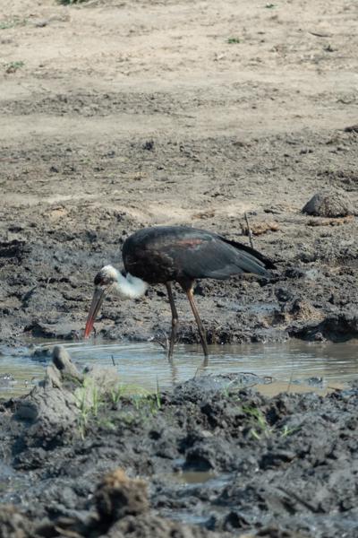 Bushbuckridge, South Africa