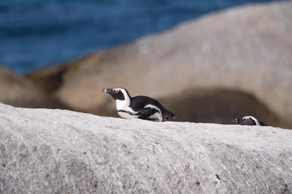 Simon's, South Africa