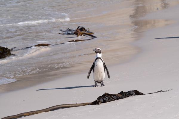 Simon's, South Africa