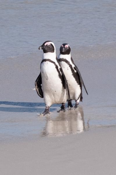 Simon's, South Africa