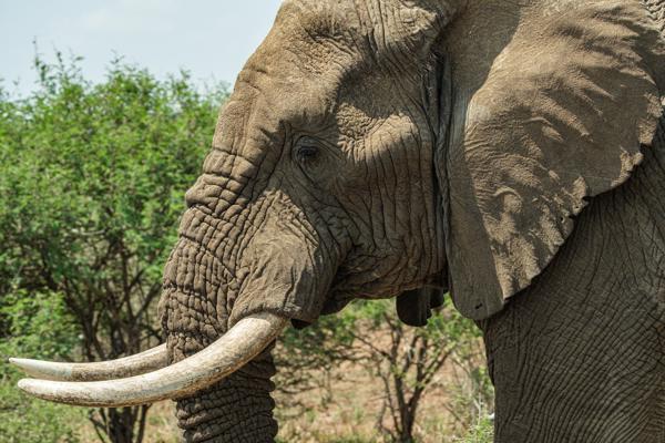 Bushbuckridge, South Africa