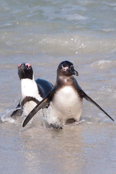 Simon's, South Africa