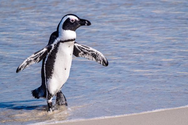 Simon's, South Africa