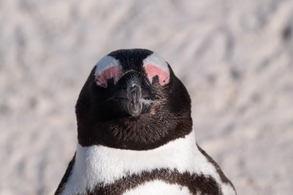 Simon's, South Africa