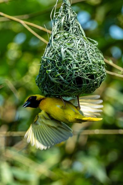 Nkomazi, South Africa