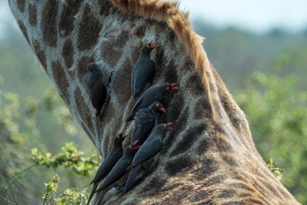 Nkomazi, South Africa