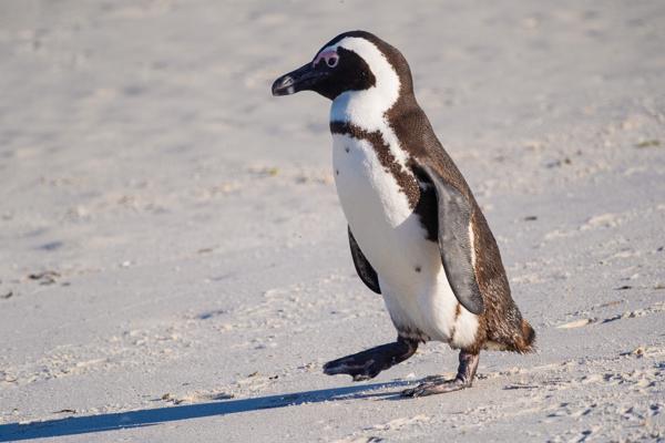 Simon's, South Africa