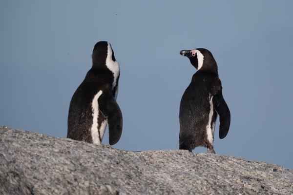 Simon's, South Africa