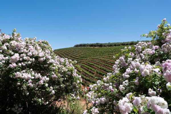 Stellenbosch Local, South Africa