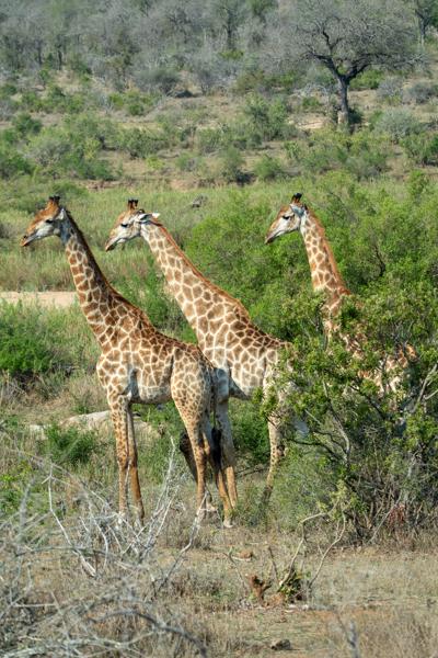 Nkomazi, South Africa