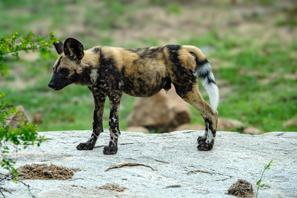 Mbombela, South Africa