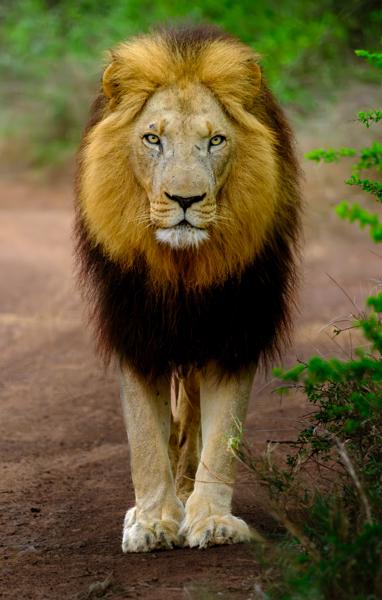 Regal Male Lion in South African Bushveld Inkhundla Hlane, Eswatini