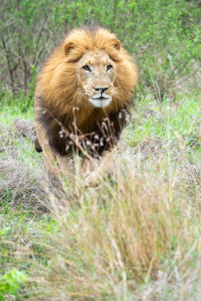 Inkhundla Hlane, Eswatini