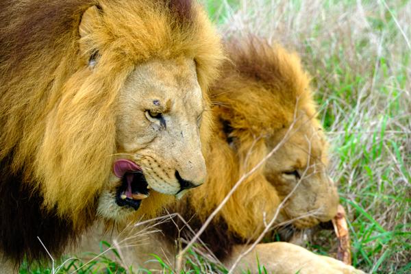 Inkhundla Hlane, Eswatini