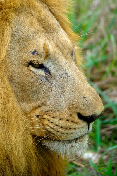 Inkhundla Hlane, Eswatini