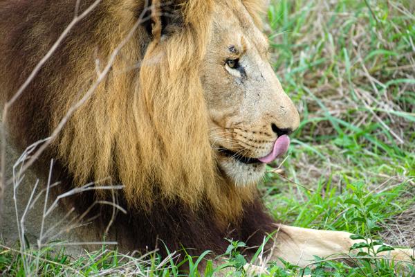 Inkhundla Hlane, Eswatini