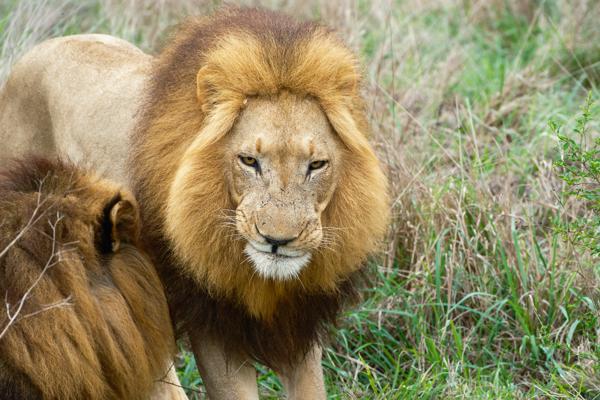 Inkhundla Hlane, Eswatini