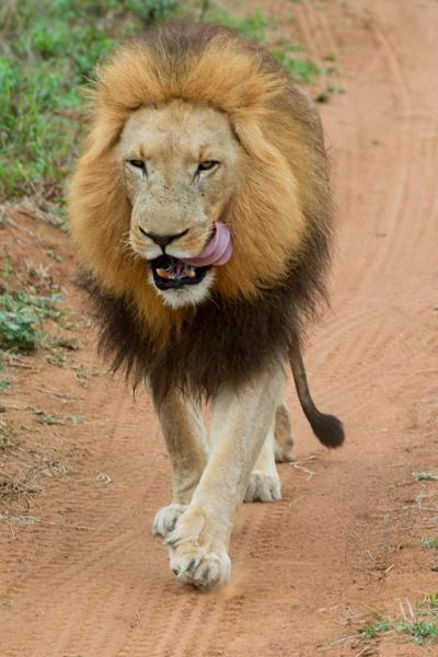 Inkhundla Hlane, Eswatini