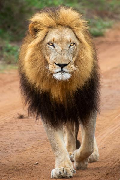 Male Lion Walking on Sandy Track Inkhundla Hlane, Eswatini