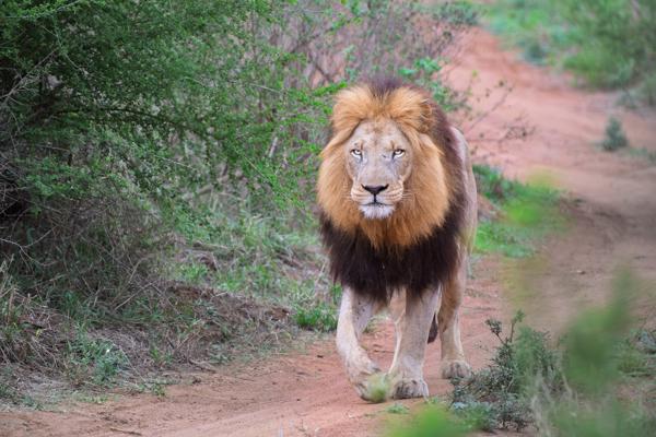 Inkhundla Hlane, Eswatini