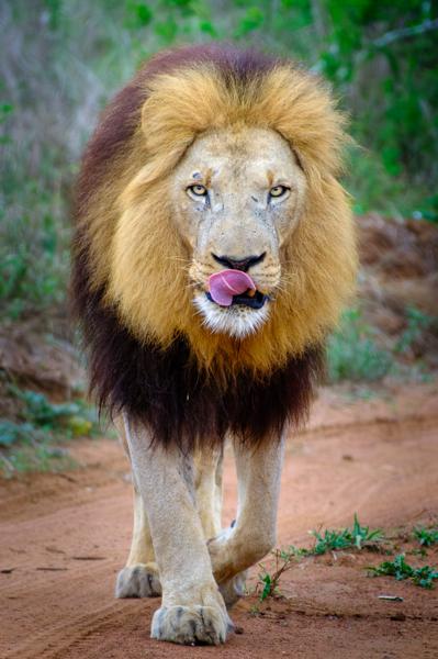 Inkhundla Hlane, Eswatini