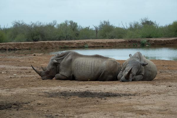 Inkhundla Hlane, Eswatini