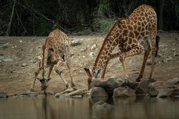 Inkhundla Hlane, Eswatini
