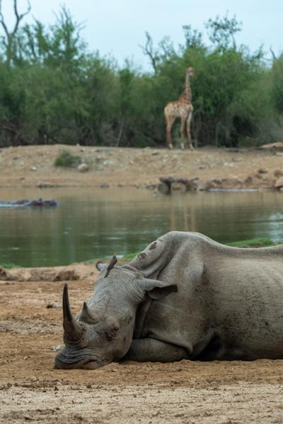 Inkhundla Hlane, Eswatini