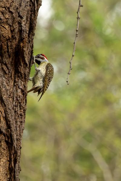 Inkhundla Hlane, Eswatini
