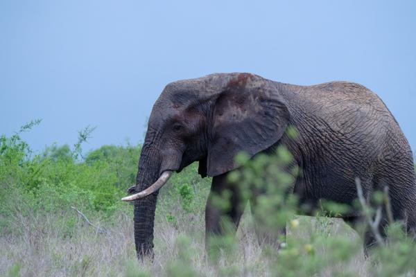 Inkhundla Hlane, Eswatini