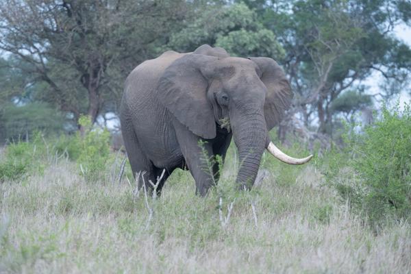 Inkhundla Hlane, Eswatini