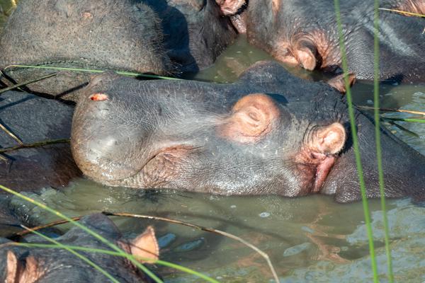 Mtubatuba Local, South Africa