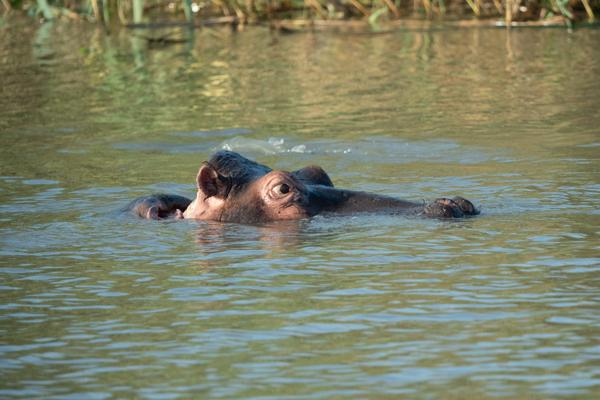 Mtubatuba Local, South Africa