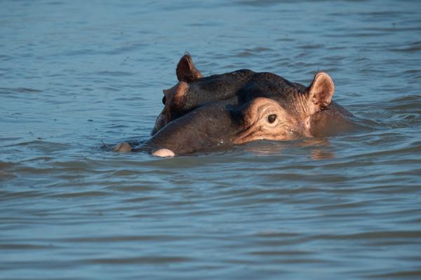 Mtubatuba Local, South Africa