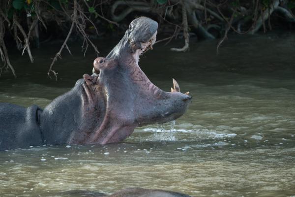 Mtubatuba Local, South Africa