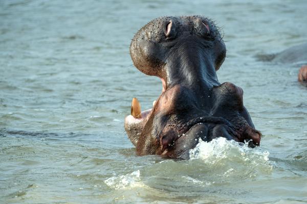 Mtubatuba Local, South Africa