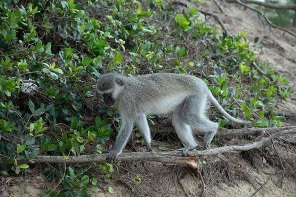 Mtubatuba Local, South Africa