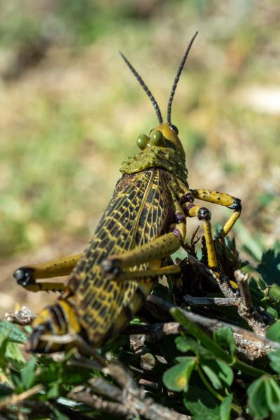 Village group Malealea, Lesotho