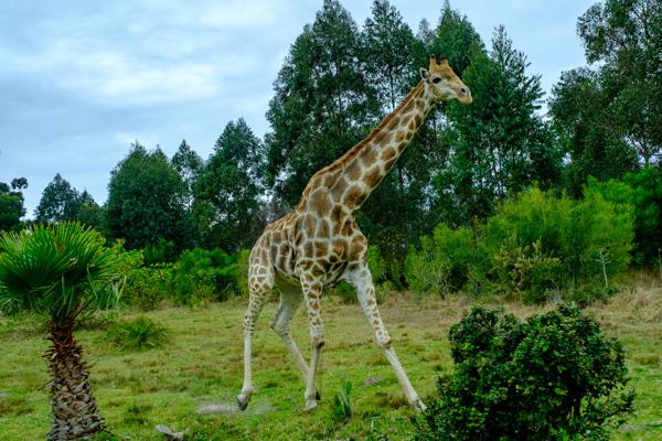Great Kei Local, South Africa