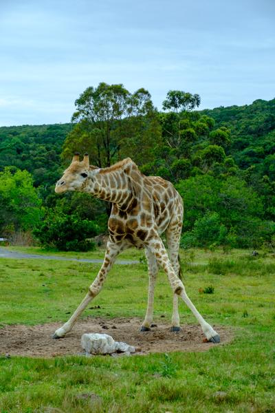Great Kei Local, South Africa