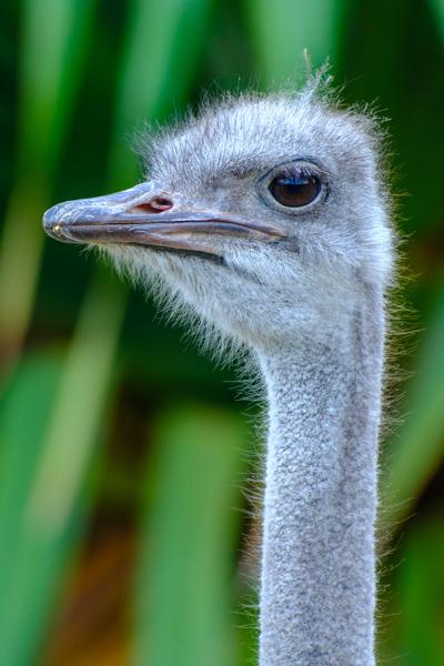 Great Kei Local, South Africa