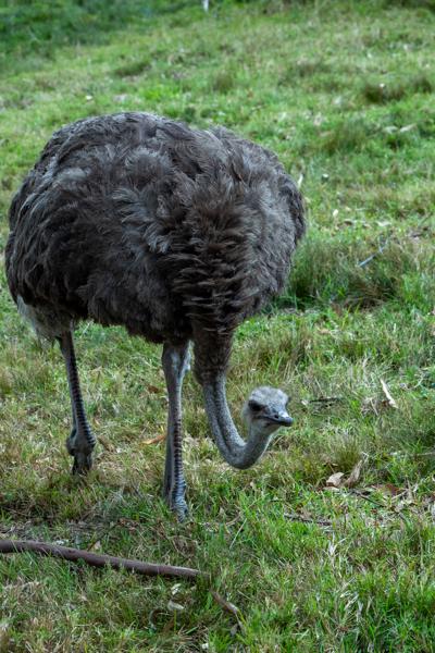 Great Kei Local, South Africa