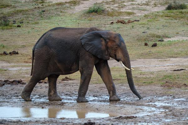 Sundays River Valley Local, South Africa