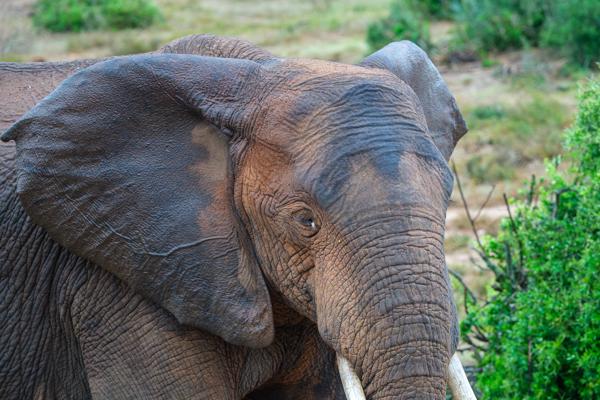 Sundays River Valley Local, South Africa