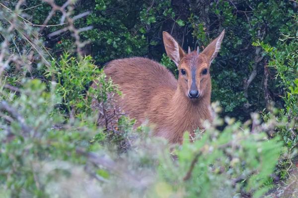 Sundays River Valley Local, South Africa